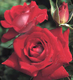 rose rose